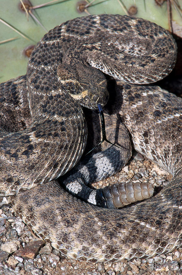 Western Diamondback Rattlesnake Photograph by Gerald C. Kelley