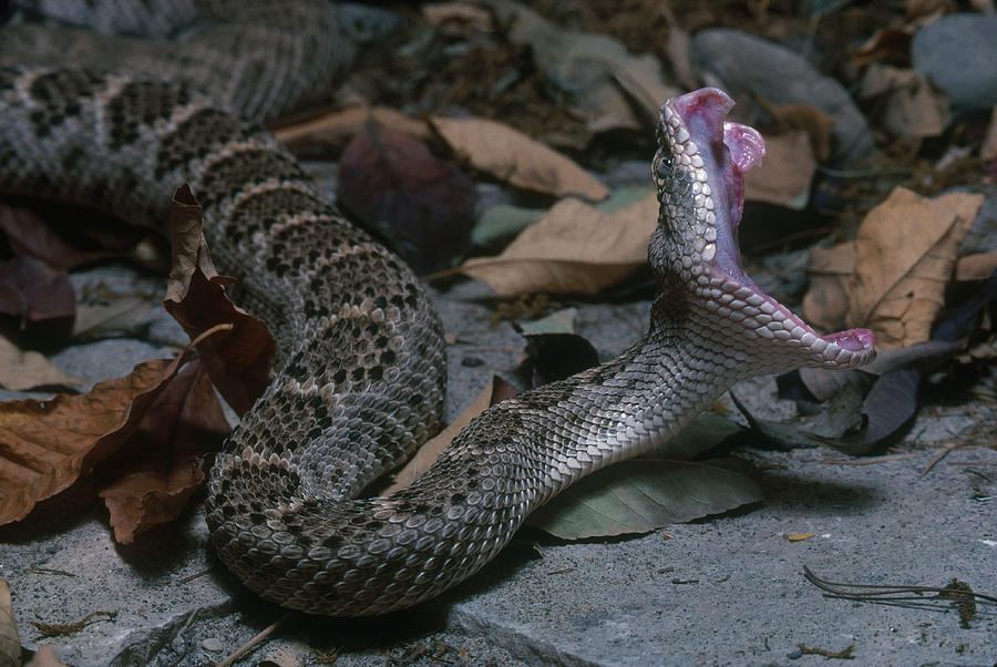 Western Diamondback Rattlesnake Photograph by John Mitchell