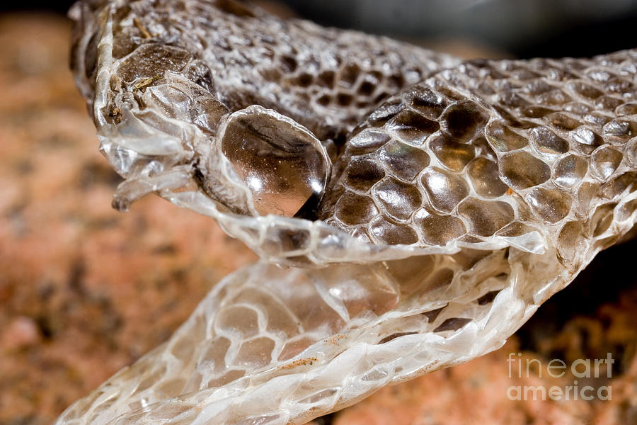 Western Diamondback Snake Skin Photograph by Gregory G. Dimijian, M.D.