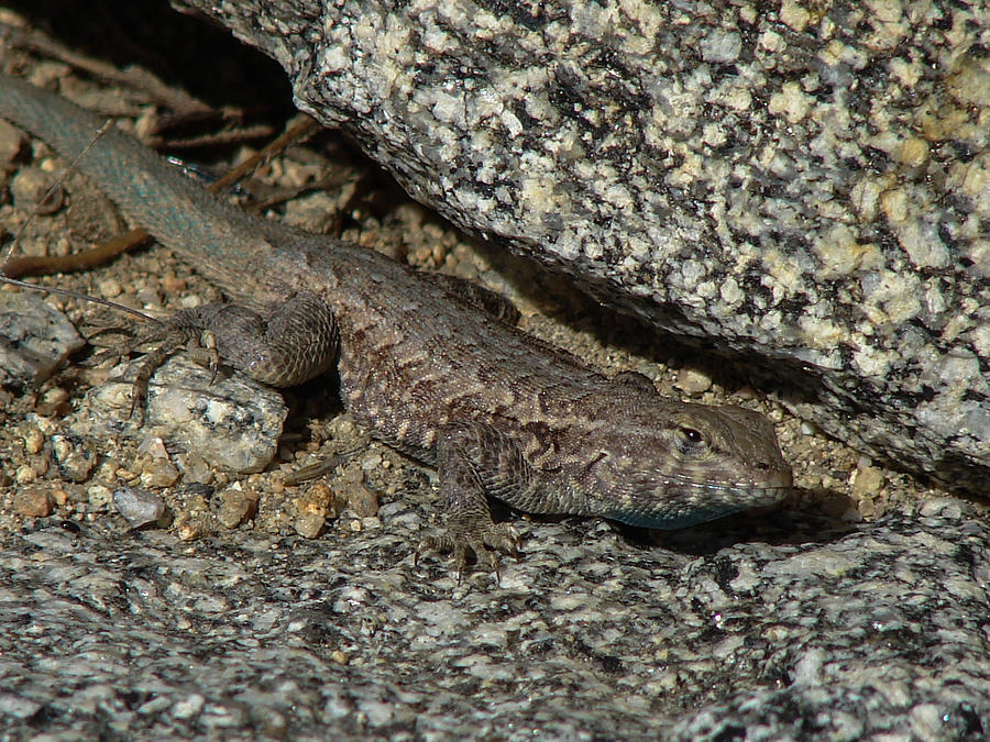 Western Fence Lizard Photograph by Carl Moore