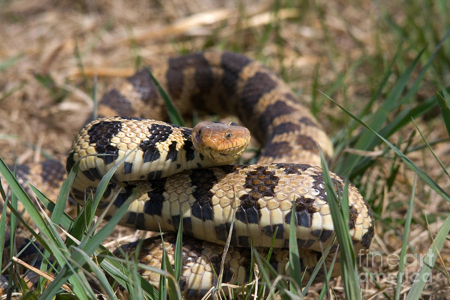 Snake Photograph - Western Fox Snake by Linda Freshwaters Arndt