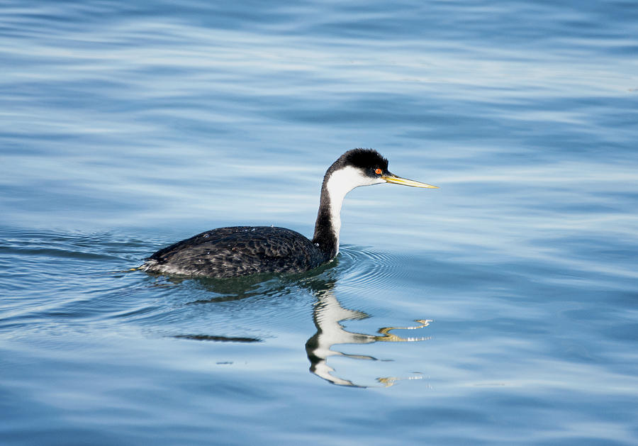 Western Grebe Photograph by Betty Depee