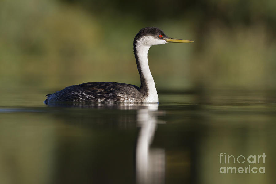 Nature Photograph - Western grebe by Bryan Keil