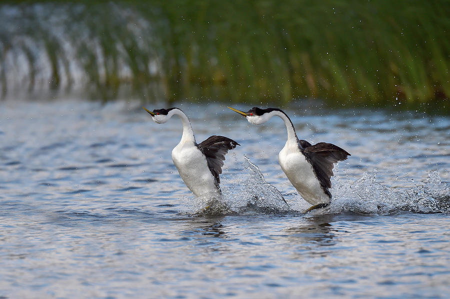 Western Grebe Courtship Display Photograph by Dr P. Marazzi/science Photo Library