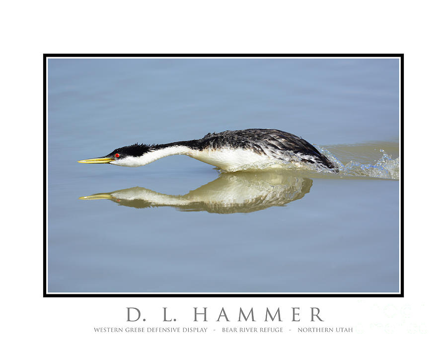 Western Grebe Defensive Display Photograph by Dennis Hammer