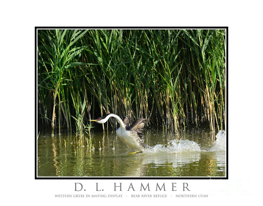 Western Grebe in Mating Display Photograph by Dennis Hammer