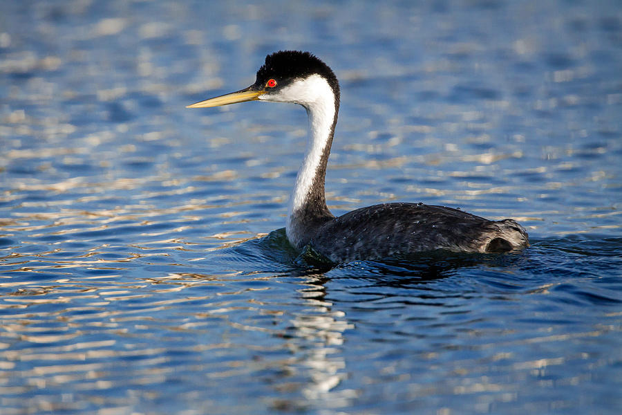 Western Grebe Photograph by Jack Bell