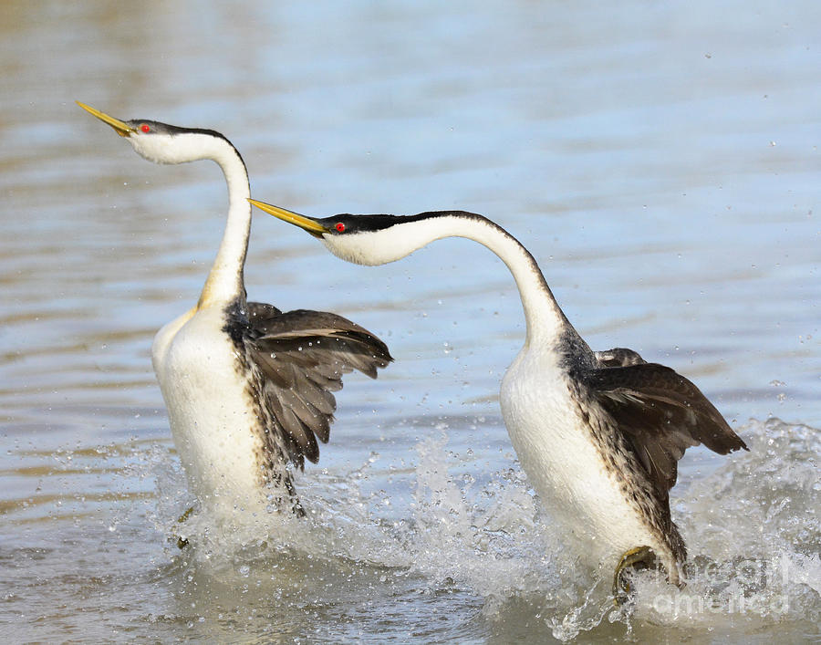 Western Grebe Mating Tango Photograph by Dennis Hammer