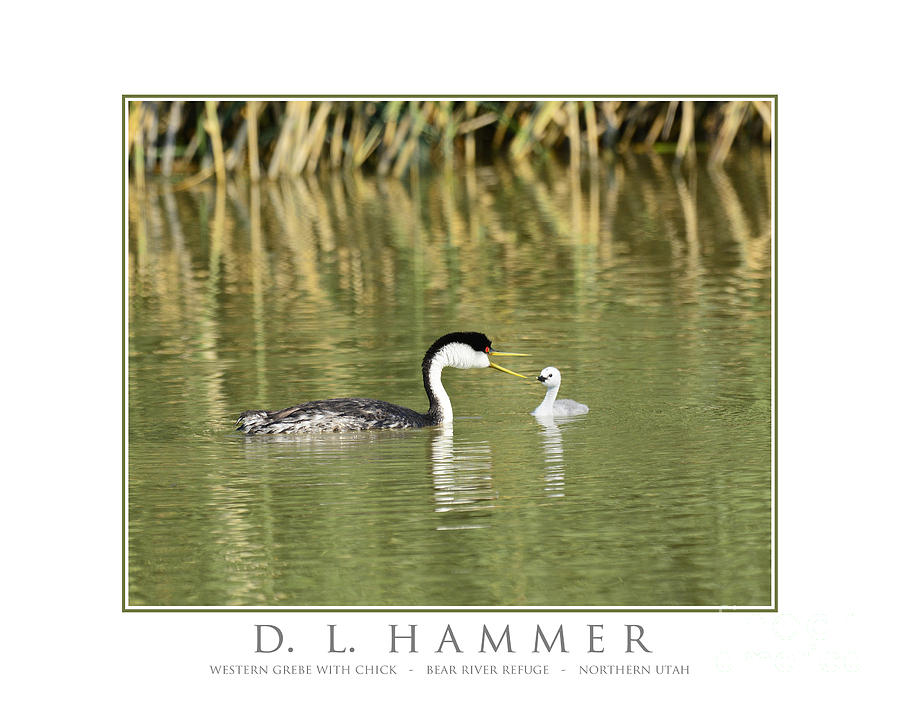 Western Grebe with Chick Photograph by Dennis Hammer
