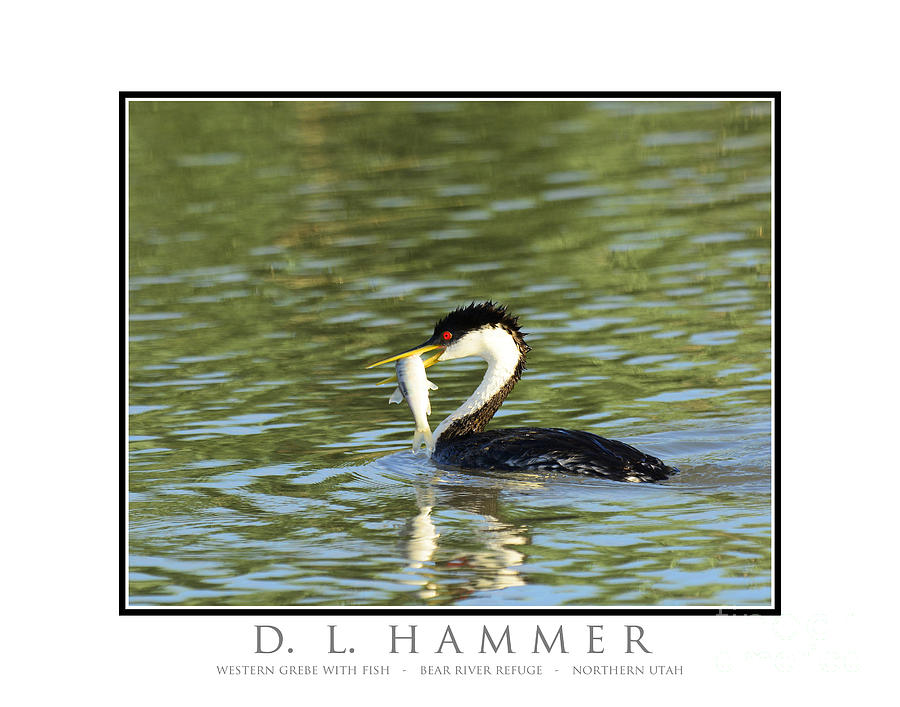Western Grebe with Fish Photograph by Dennis Hammer