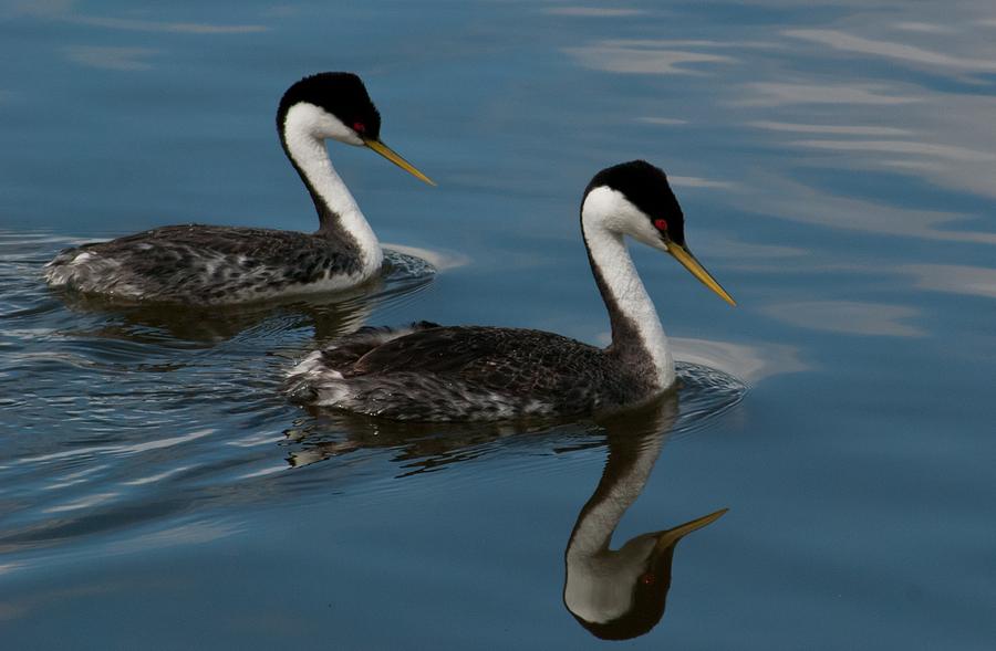 Western Grebe with Reflection Photograph by Cascade Colors