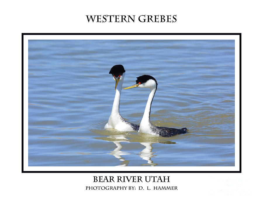 Western Grebes Photograph by Dennis Hammer