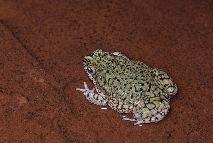 Western Green Toad Photograph by Karl H. Switak