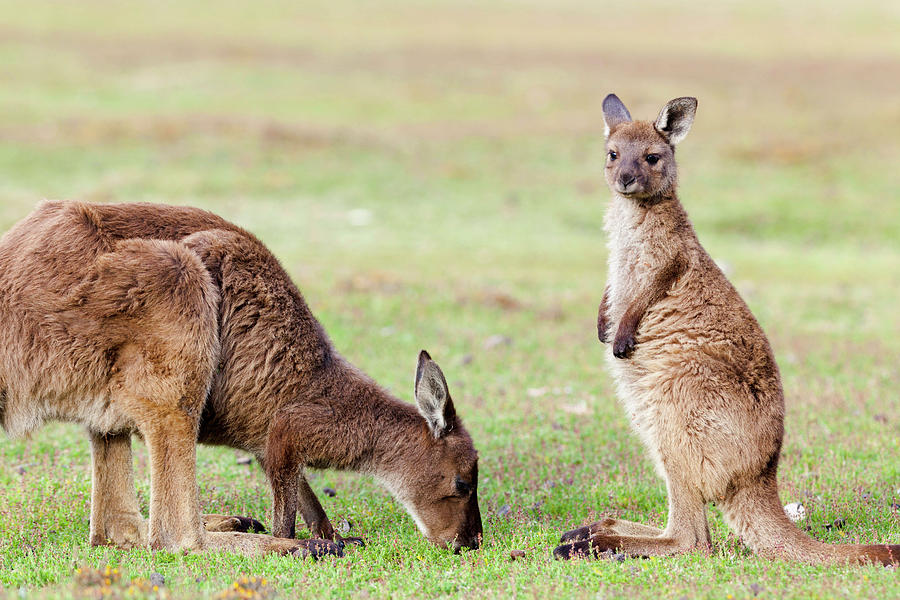 Animal Photograph - Western Grey Kangaroo (macropus by Martin Zwick