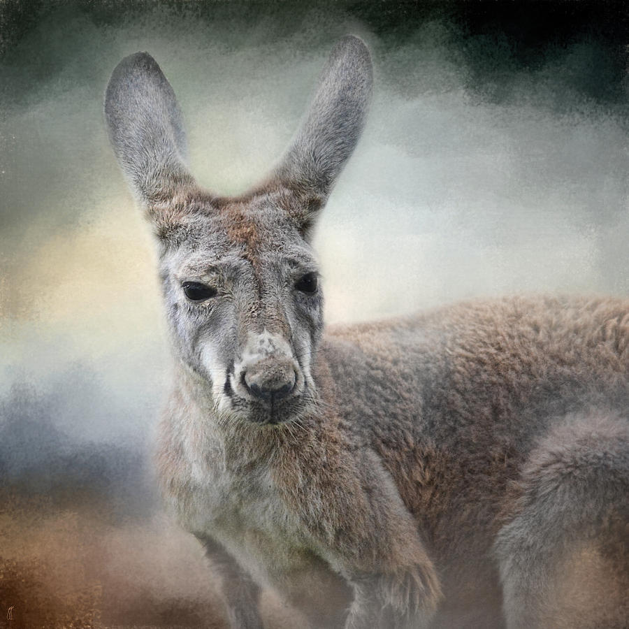 Western Grey Kangaroo - Wildlife Photograph by Jai Johnson