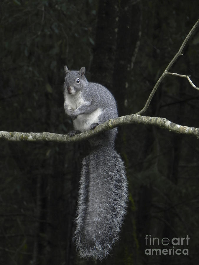 Nature Photograph - Western Grey Squirrel by Ron & Nancy Sanford
