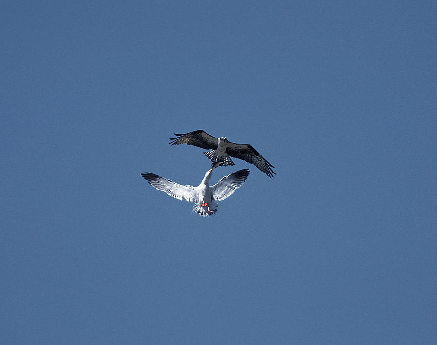 Western Gull And Osprey Photograph by Richard Hansen