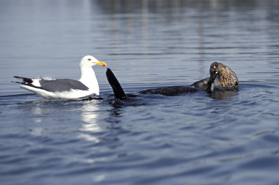 Western Gull And Sea Otter Photograph by Richard Hansen
