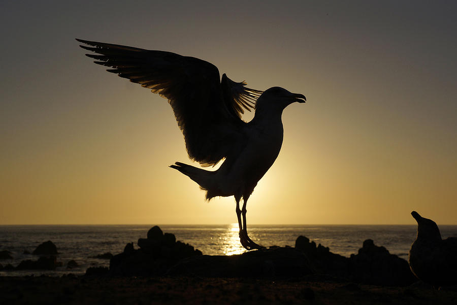 Western Gull At Sunset California Photograph by Hiroya Minakuchi