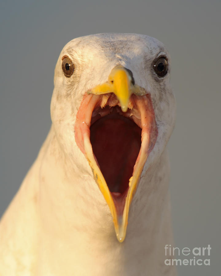 Western Gull Calling Photograph by Max Allen