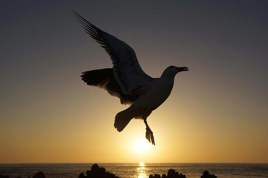 Western Gull Flying At Sunset California Photograph by Hiroya Minakuchi