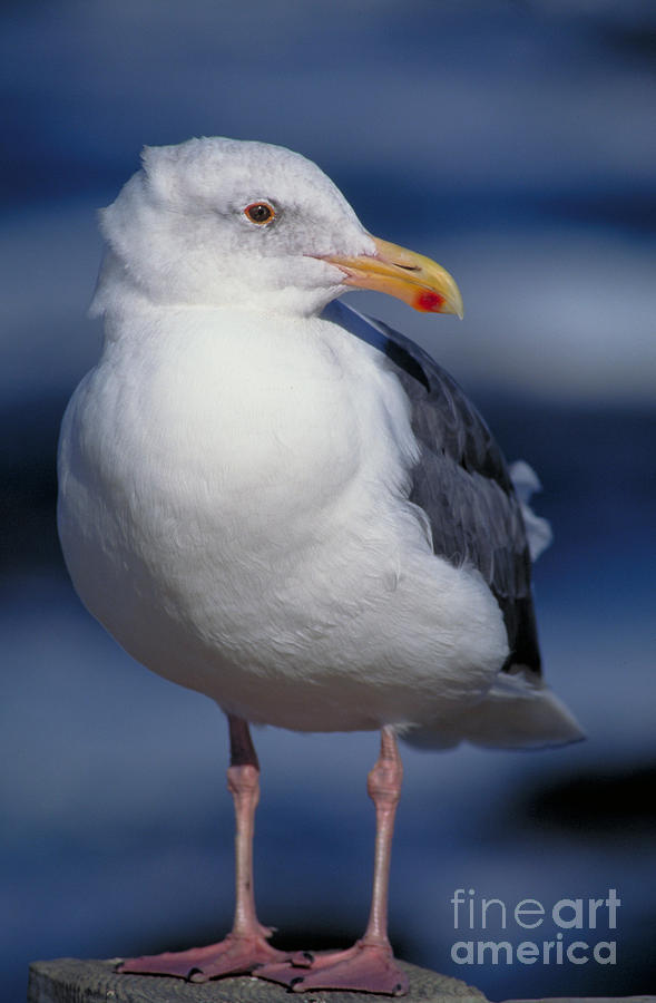 Western Gull Larus Occidentalis Photograph by Gregory G. Dimijian