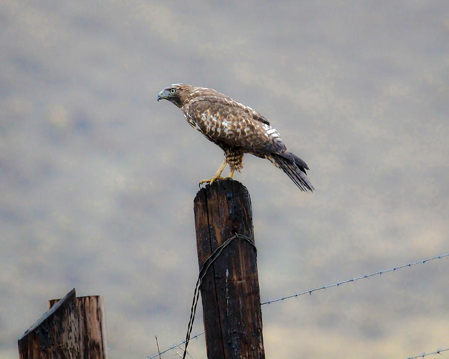 Western  Hawk Photograph by Steve McKinzie