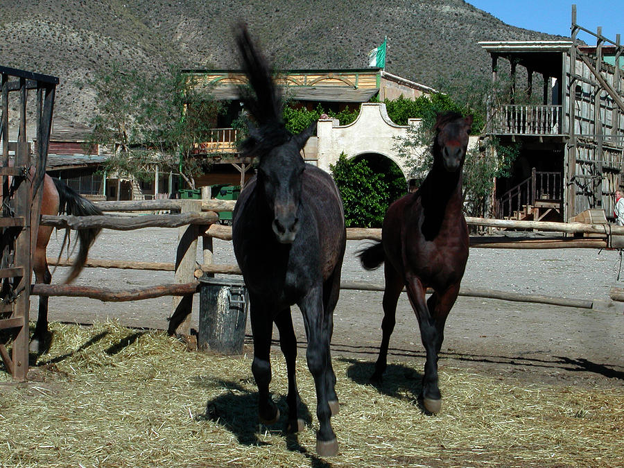 Western Horses in Spain Photograph by Colette V Hera Guggenheim