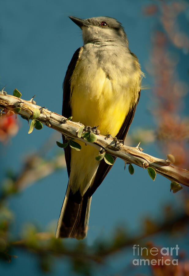 Western Kingbird Photograph by Robert Bales