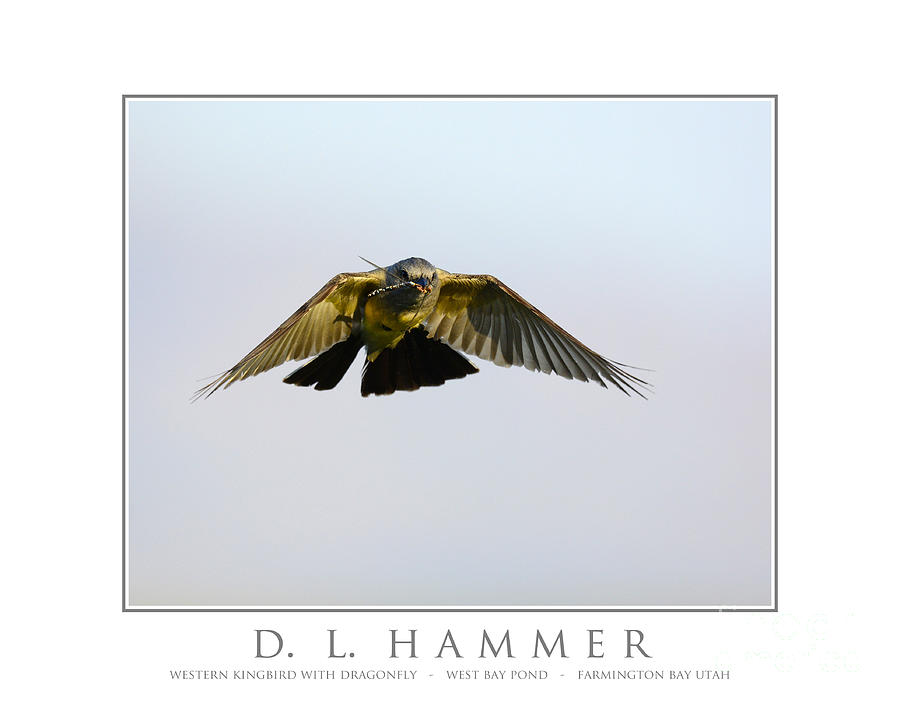 Western Kingbird with Dragonfly Photograph by Dennis Hammer