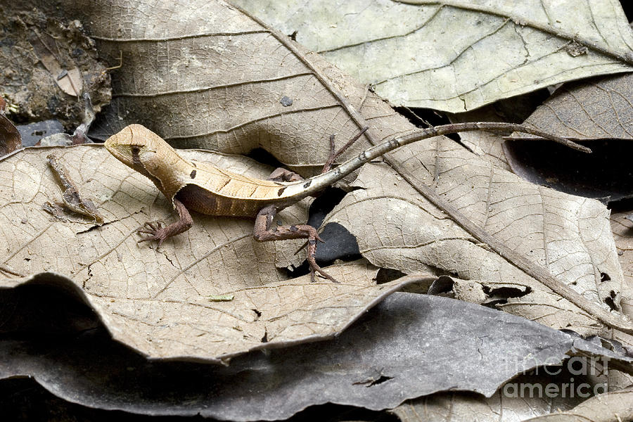 Western Leaf Lizard Photograph by Gregory G. Dimijian, M.D.
