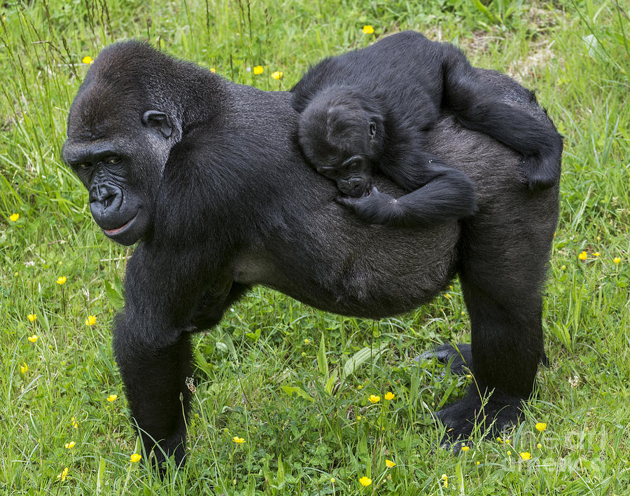 Western lowland gorilla 2 Photograph by Arterra Picture Library