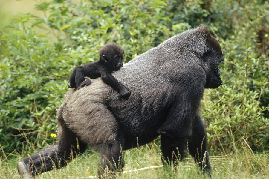 Western Lowland Gorilla and Baby Photograph by Konrad Wothe