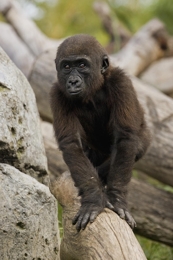 Western Lowland Gorilla Baby Photograph by San Diego Zoo