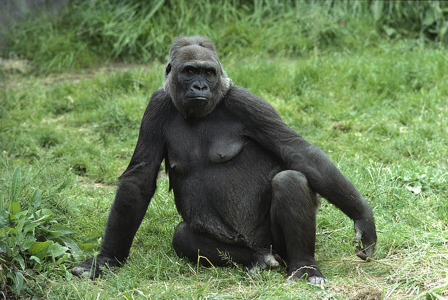 Western Lowland Gorilla Female Photograph by Gerry Ellis