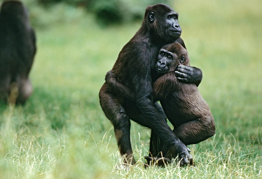  Gorillas Embracing Photograph by Konrad Wothe