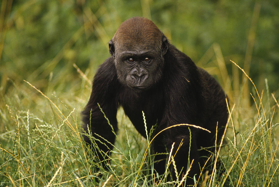 Animal Photograph - Western Lowland Gorilla Juvenile by Gerry Ellis