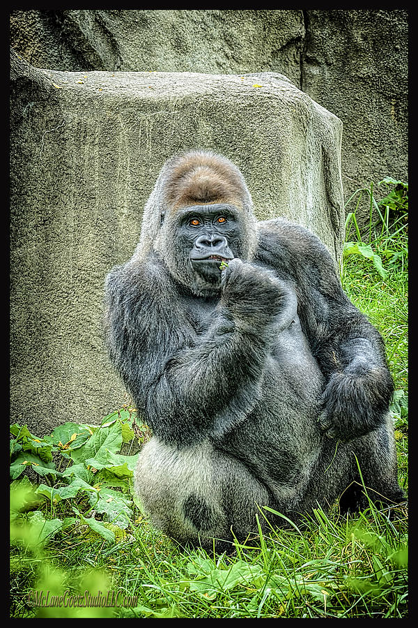 Animal Photograph - Western Lowland Gorilla   by LeeAnn McLaneGoetz McLaneGoetzStudioLLCcom