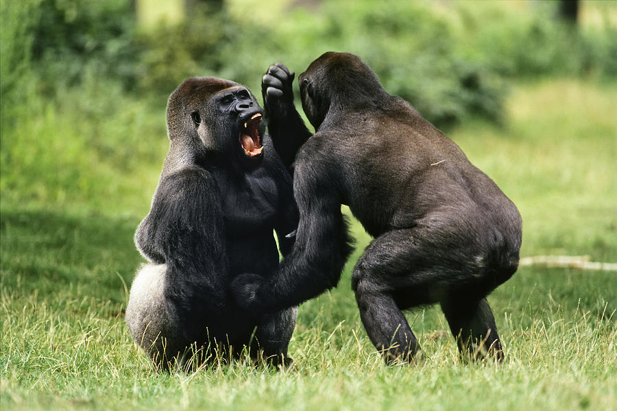 Animal Photograph - Western Lowland Gorilla Males Fighting by Konrad Wothe