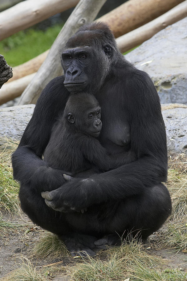 Animal Photograph - Western Lowland Gorilla Mother And Baby by San Diego Zoo