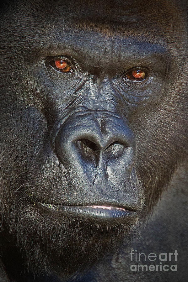 Western Lowland Gorilla No 2 Photograph by Jerry Fornarotto