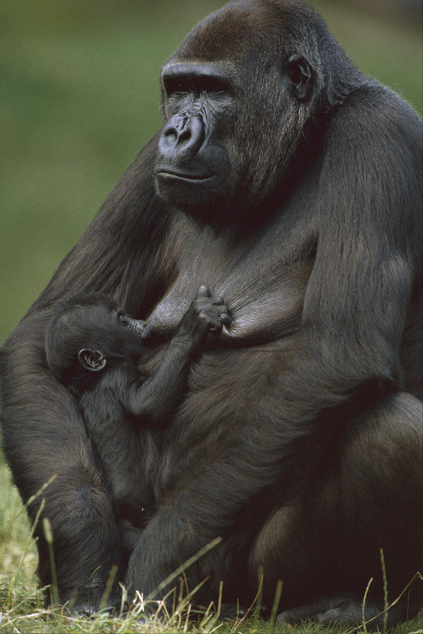 Western Lowland Gorilla Nursing Infant Photograph by Konrad Wothe