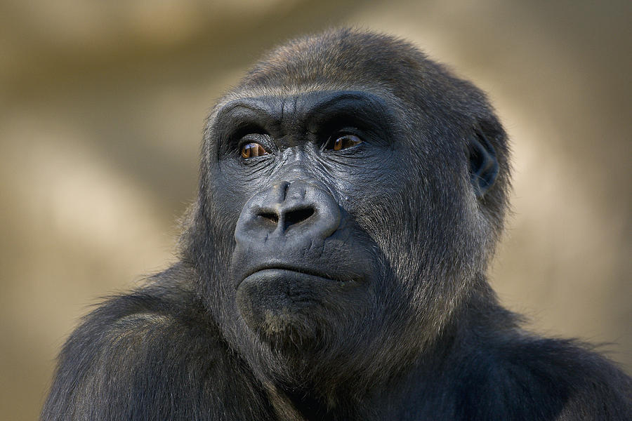 Western Lowland Gorilla Portrait Photograph by San Diego Zoo Western Lowland Gorilla Portrait Photograph by San Diego Zoo