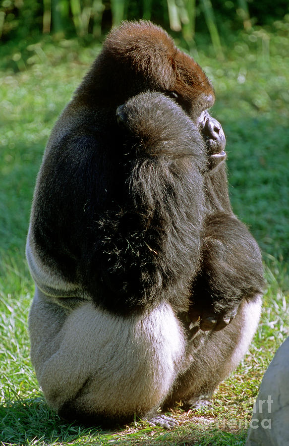 Western Lowland Gorilla Silverback Photograph by Millard H. Sharp