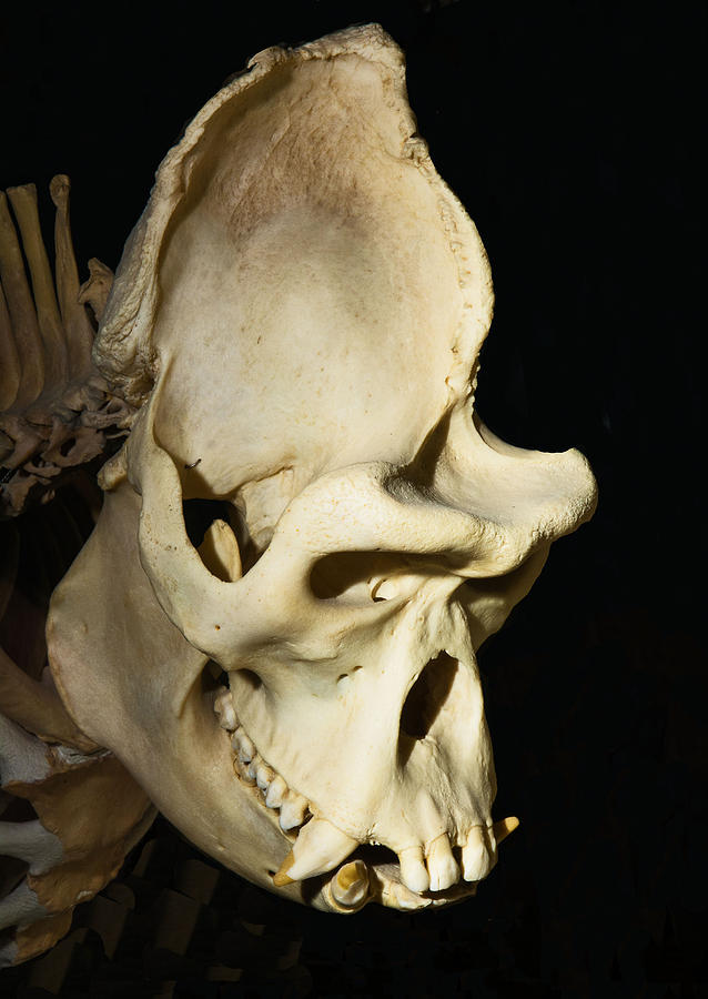 Western Lowland Gorilla Skull Photograph by Millard H. Sharp