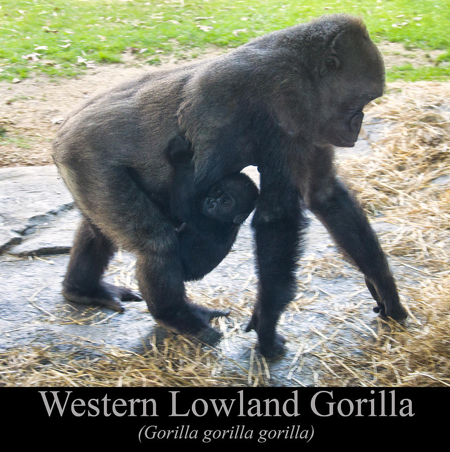 Western lowland gorilla with baby Digital Art by Flees Photos