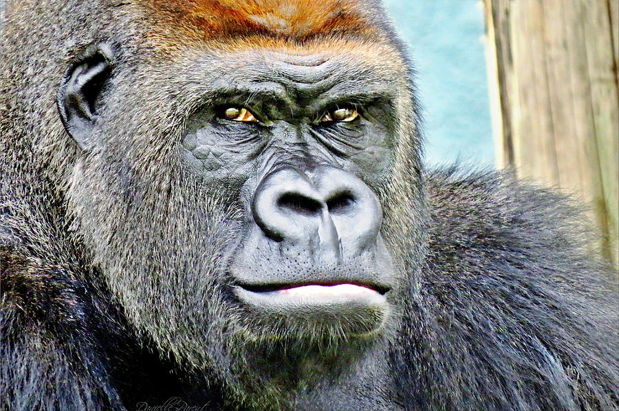 west lowland gorilla