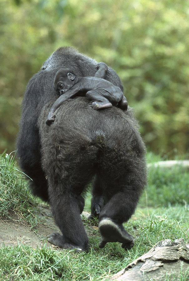 Lowland Gorillas Photograph by San Diego Zoo