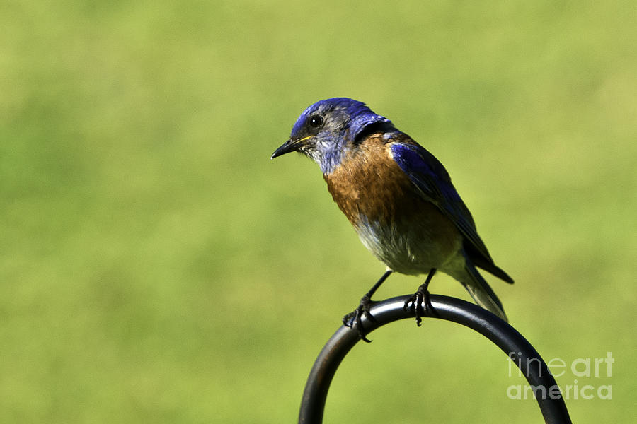 Western Male Bluebird Photograph by Peter Dang