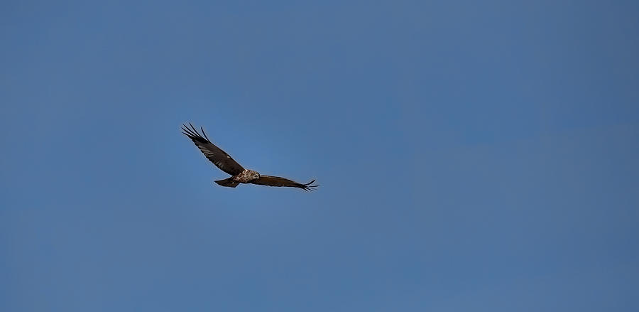 Hawk Photograph - western Marsh Harrier  - Hawk flying over dyarna  by Leif Sohlman